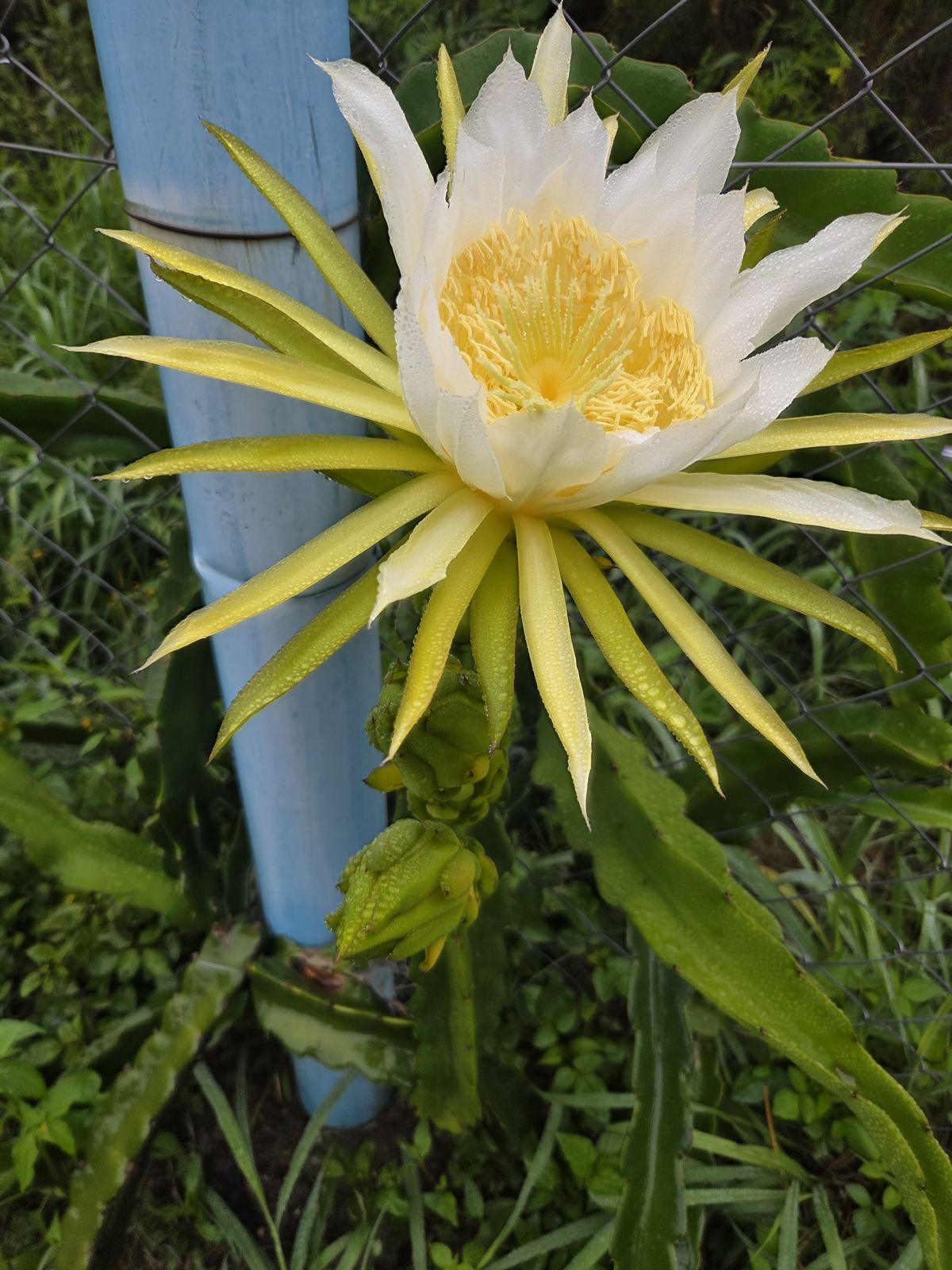 A bloom with buds still to open