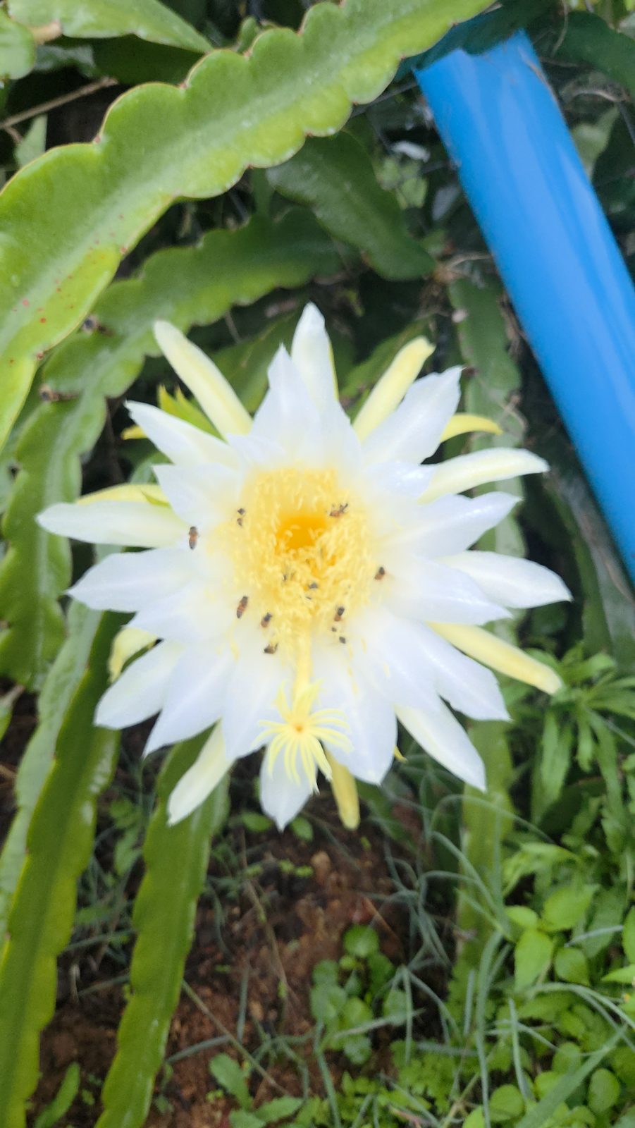 Dragon fruit flower in bloom on the farm