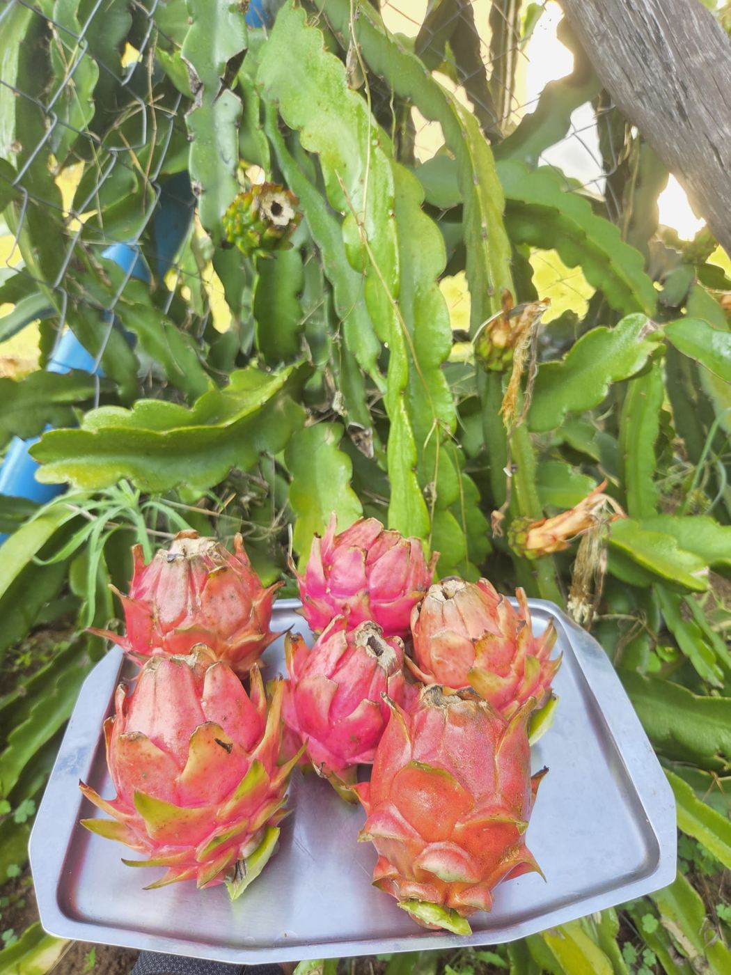 Freshly picked red dragon fruit at Bulawayo Dragon Fruit Farm