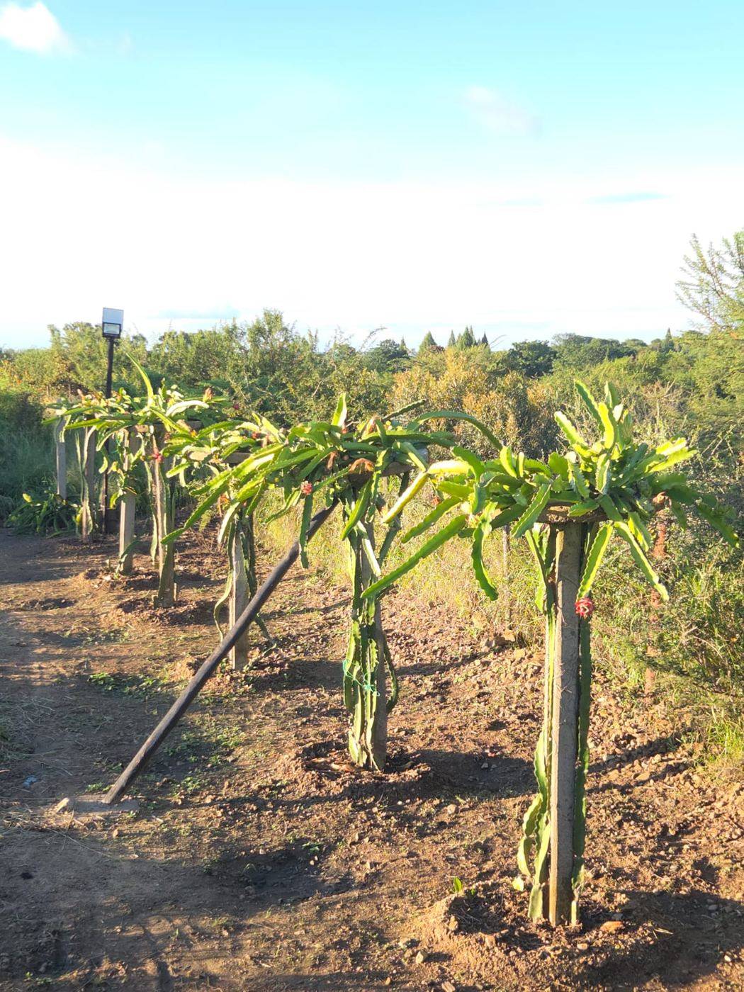 Rows of dragon fruit plants on posts